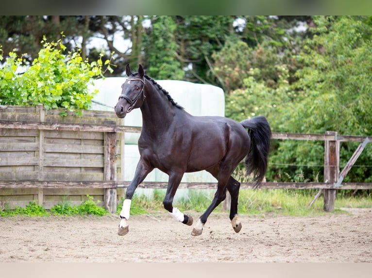 sangre caliente belga Caballo castrado 5 años 175 cm Morcillo in Pelt