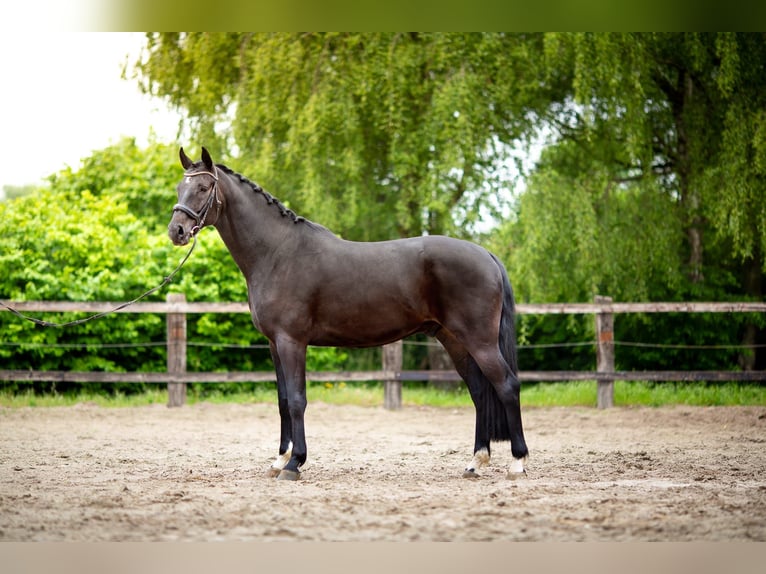 sangre caliente belga Caballo castrado 5 años 175 cm Morcillo in Pelt
