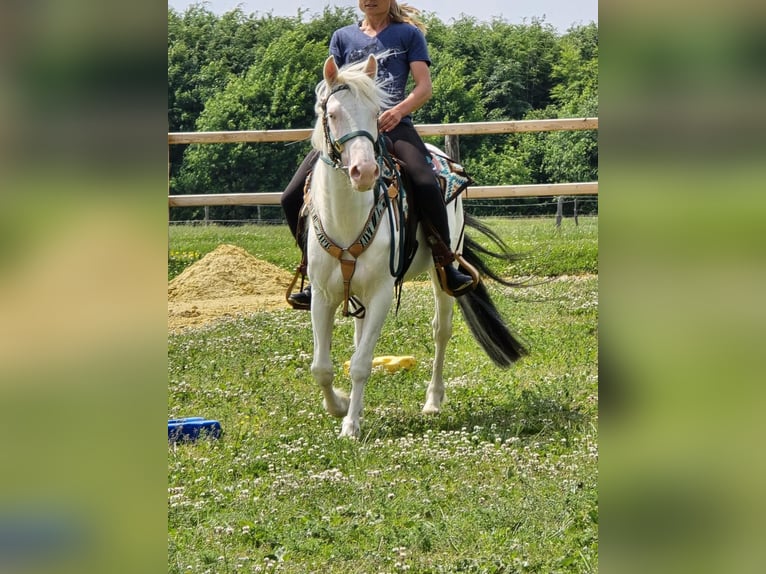 sangre caliente belga Mestizo Caballo castrado 6 años 145 cm Cremello in Breisach am Rhein
