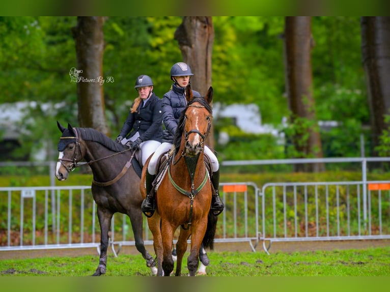 sangre caliente belga Caballo castrado 6 años 163 cm Castaño in Oppuurs