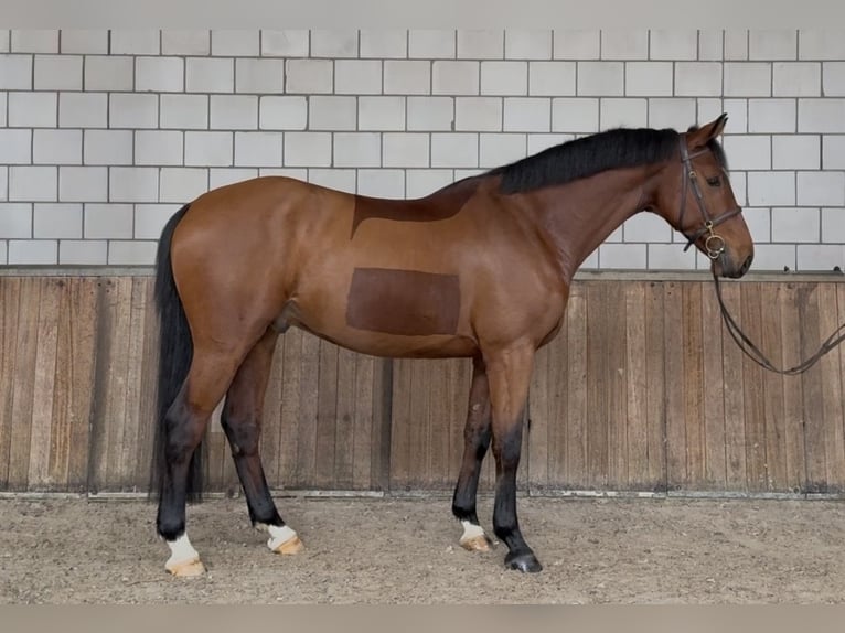 sangre caliente belga Caballo castrado 6 años 164 cm Castaño in Oud Gastel