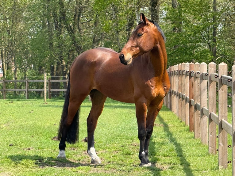 sangre caliente belga Caballo castrado 6 años 164 cm Castaño in Houthalen-Helchteren