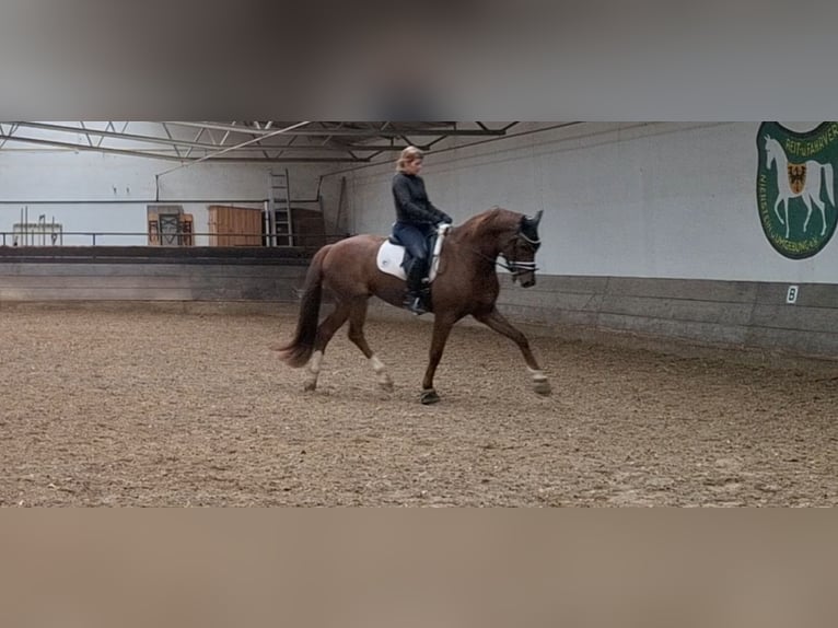 sangre caliente belga Caballo castrado 6 años 165 cm Alazán-tostado in Mainz
