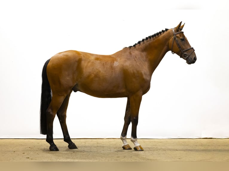 sangre caliente belga Caballo castrado 6 años 165 cm Castaño in Waddinxveen