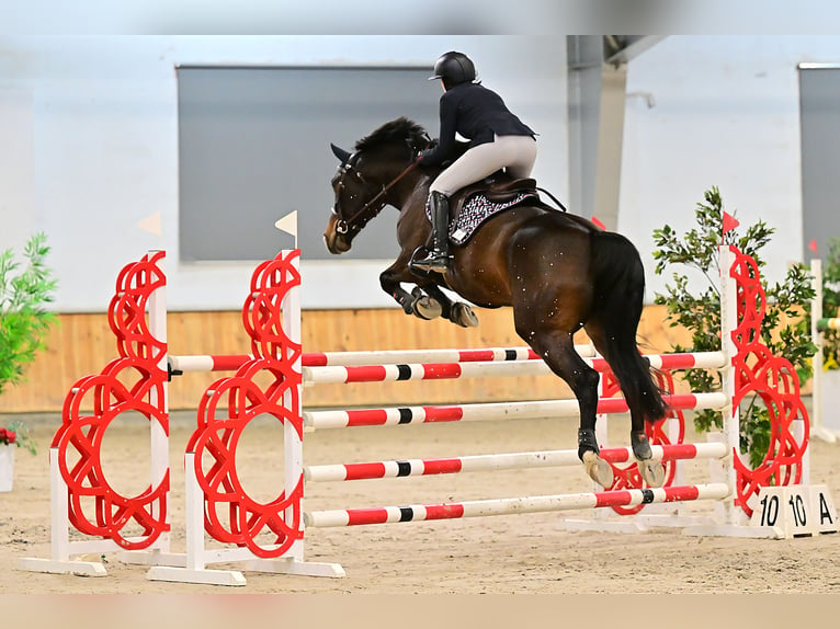 sangre caliente belga Caballo castrado 6 años 166 cm Morcillo in Jonkowo