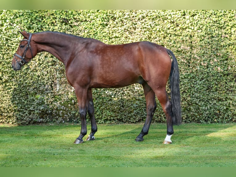 sangre caliente belga Caballo castrado 6 años 167 cm Castaño in Lastrup