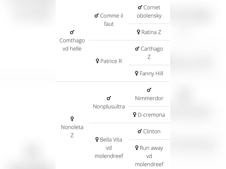 sangre caliente belga Caballo castrado 6 años 170 cm Tordo in Llucmajor