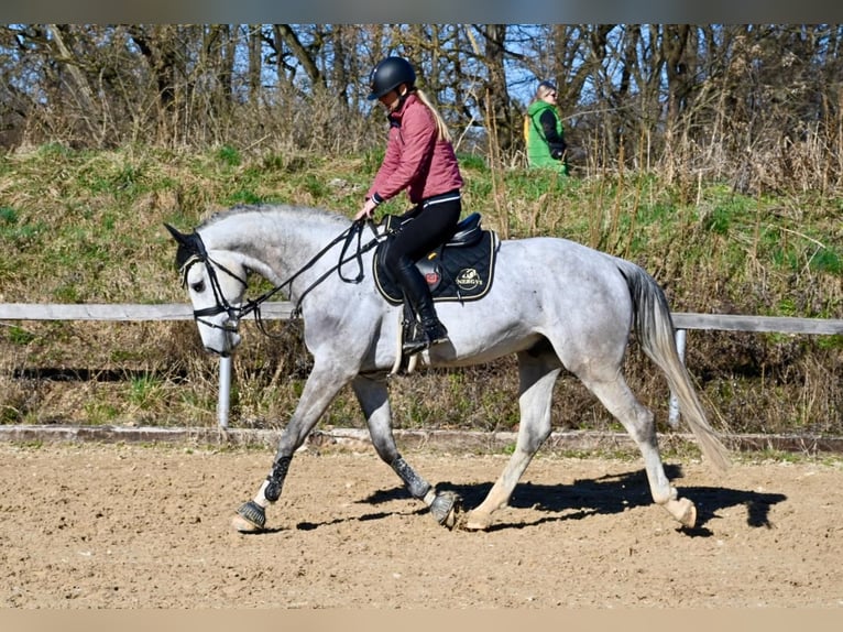 sangre caliente belga Caballo castrado 6 años 170 cm Tordo in Brno