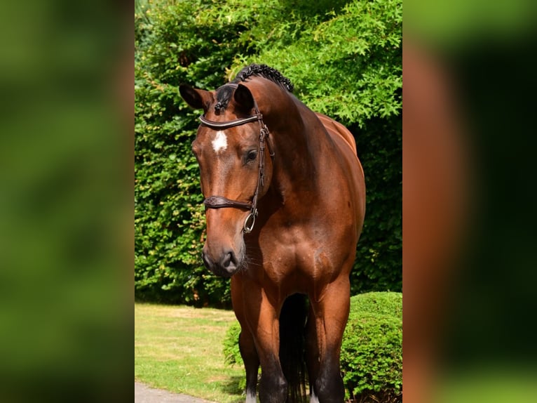 sangre caliente belga Caballo castrado 6 años 172 cm Castaño in Bladel