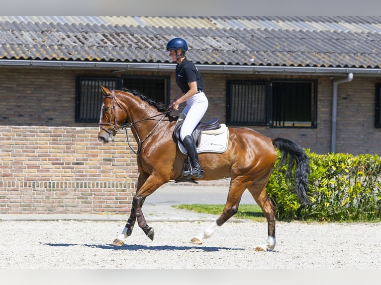 sangre caliente belga Caballo castrado 6 años 173 cm Castaño in Waddinxveen