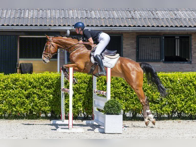 sangre caliente belga Caballo castrado 6 años 173 cm Castaño in Waddinxveen