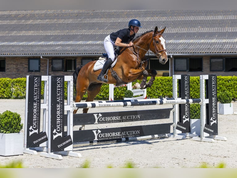 sangre caliente belga Caballo castrado 6 años 173 cm Castaño in Waddinxveen