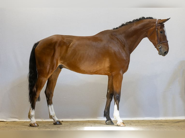 sangre caliente belga Caballo castrado 6 años 173 cm Castaño in Waddinxveen