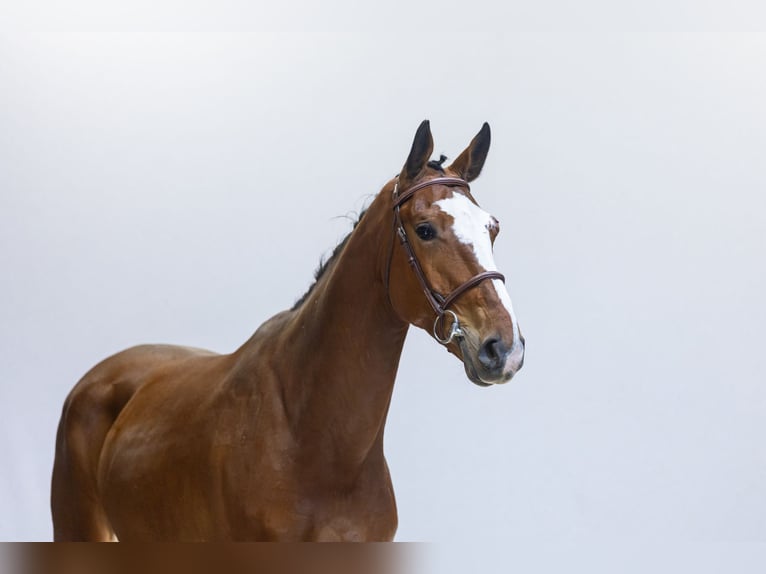 sangre caliente belga Caballo castrado 6 años 173 cm Castaño in Waddinxveen