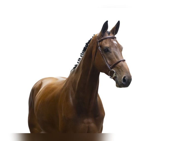 sangre caliente belga Caballo castrado 6 años 173 cm Castaño in Waddinxveen