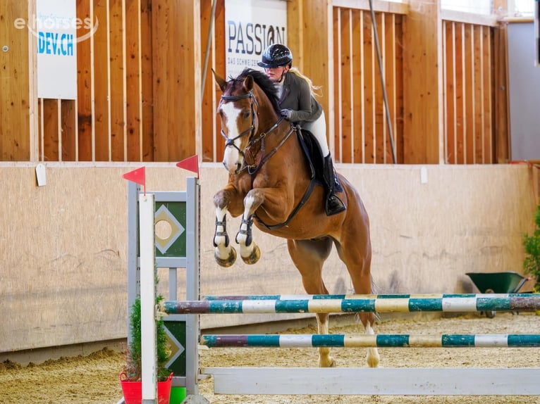 sangre caliente belga Caballo castrado 6 años 176 cm  in Zürich