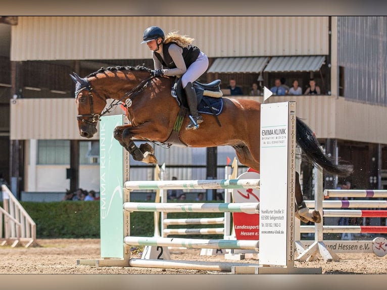 sangre caliente belga Caballo castrado 7 años 167 cm Castaño in Wächtersbach
