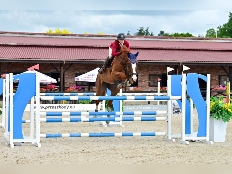 sangre caliente belga Caballo castrado 7 años 172 cm Alazán in Piła