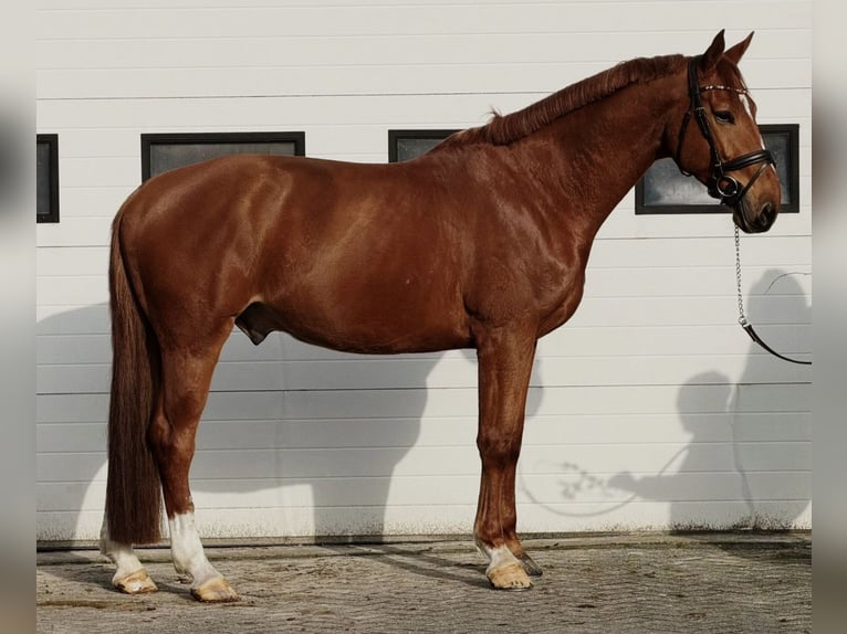 sangre caliente belga Caballo castrado 7 años 172 cm Alazán in Someren
