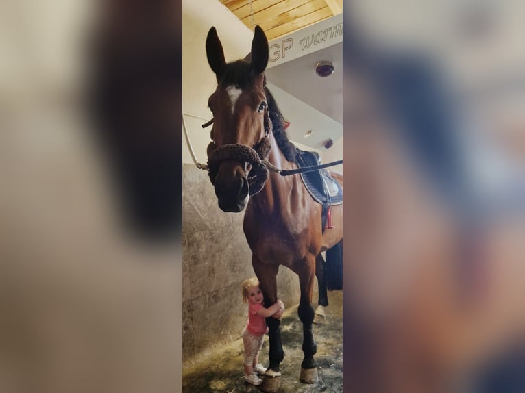 sangre caliente belga Caballo castrado 7 años 180 cm Castaño in Wierden sangre caliente belga Caballo castrado 7 años 180 cm Castaño in Wierden