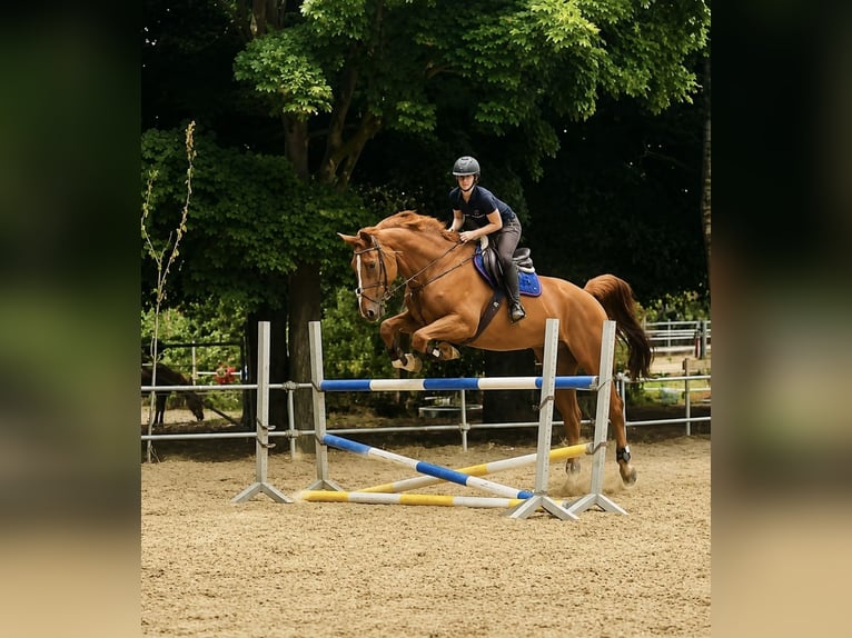 sangre caliente belga Caballo castrado 7 años 185 cm Alazán in Nettetal