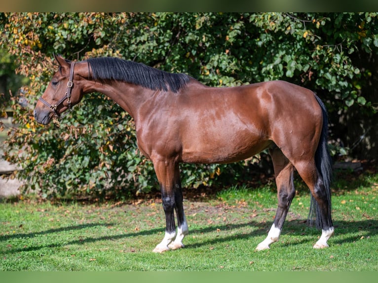 sangre caliente belga Caballo castrado 8 años 165 cm Castaño in GROTE-BROGEL