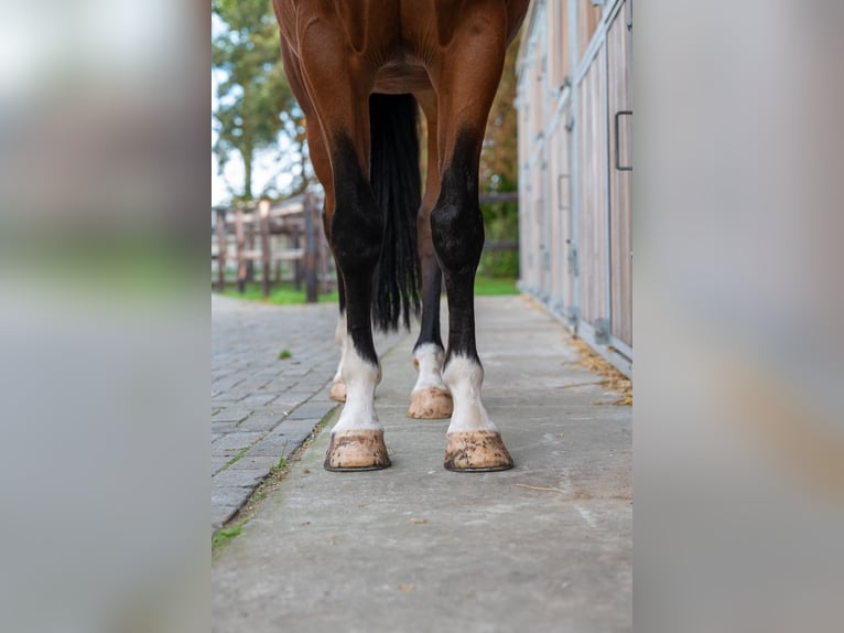 sangre caliente belga Caballo castrado 8 años 165 cm Castaño in GROTE-BROGEL