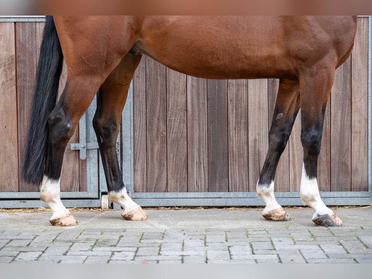 sangre caliente belga Caballo castrado 8 años 165 cm Castaño in GROTE-BROGEL