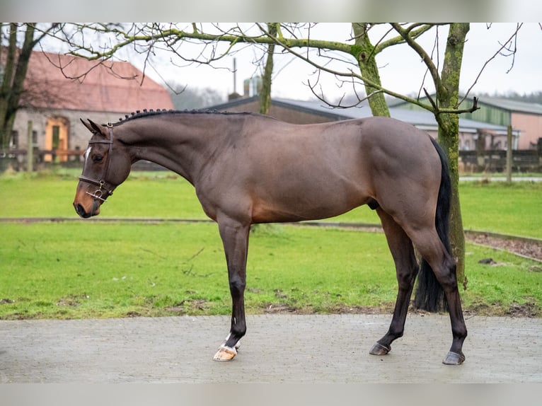 sangre caliente belga Caballo castrado 8 años 168 cm Castaño in GROTE-BROGEL