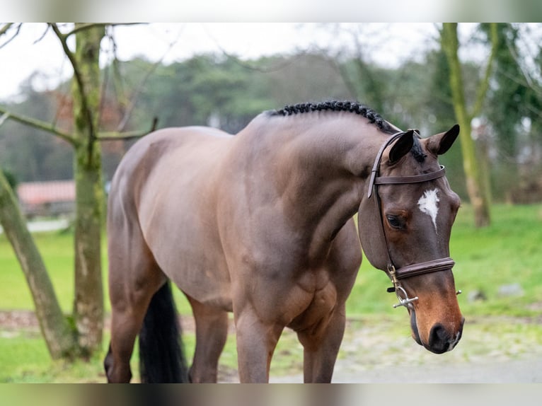 sangre caliente belga Caballo castrado 8 años 168 cm Castaño in GROTE-BROGEL