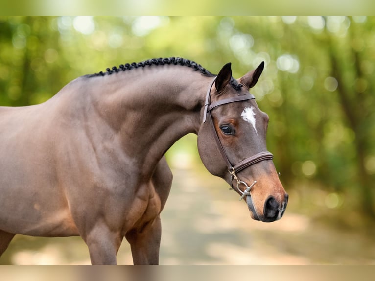 sangre caliente belga Caballo castrado 8 años 168 cm Castaño in GROTE-BROGEL