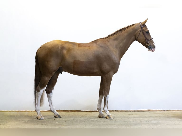 sangre caliente belga Caballo castrado 8 años 171 cm Alazán in Waddinxveen