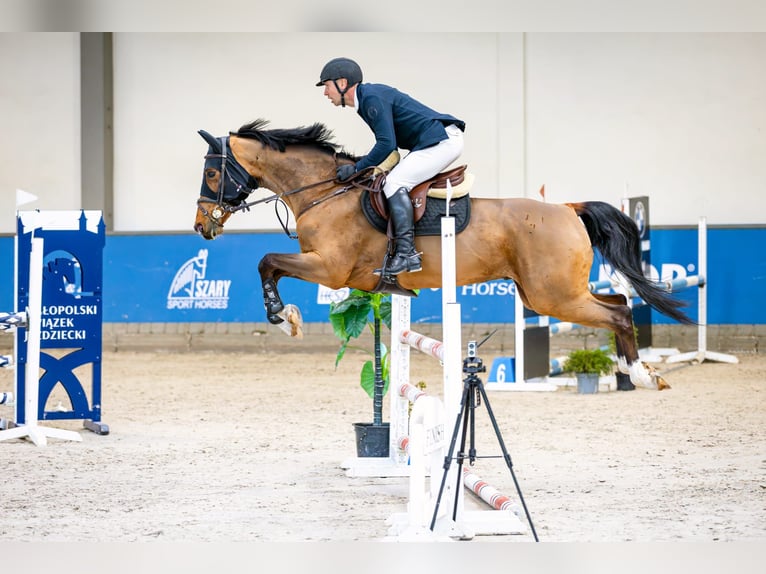 sangre caliente belga Caballo castrado 8 años 172 cm Castaño in Rząska