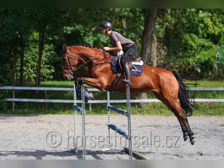 sangre caliente belga Caballo castrado 8 años 173 cm Castaño in Prag