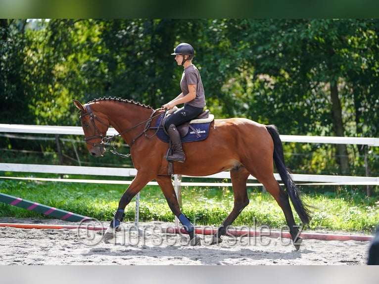 sangre caliente belga Caballo castrado 8 años 173 cm Castaño in Prag