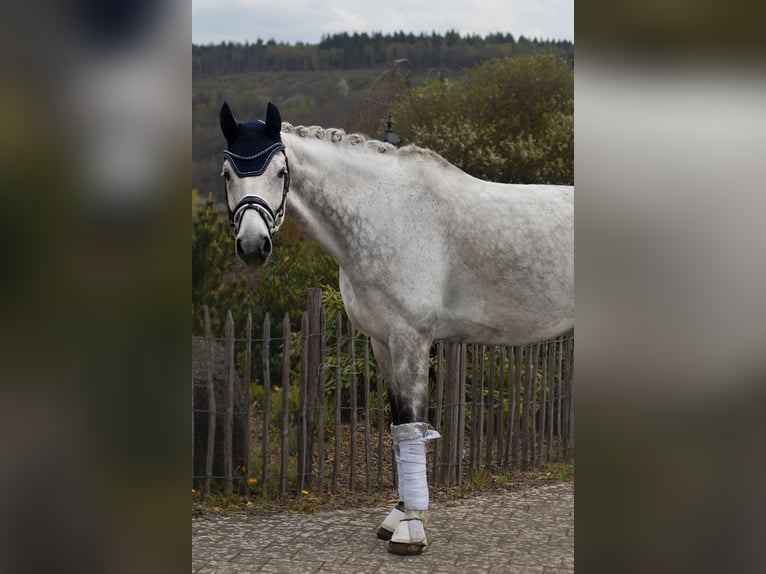sangre caliente belga Caballo castrado 8 años 173 cm Porcelana in Haiger