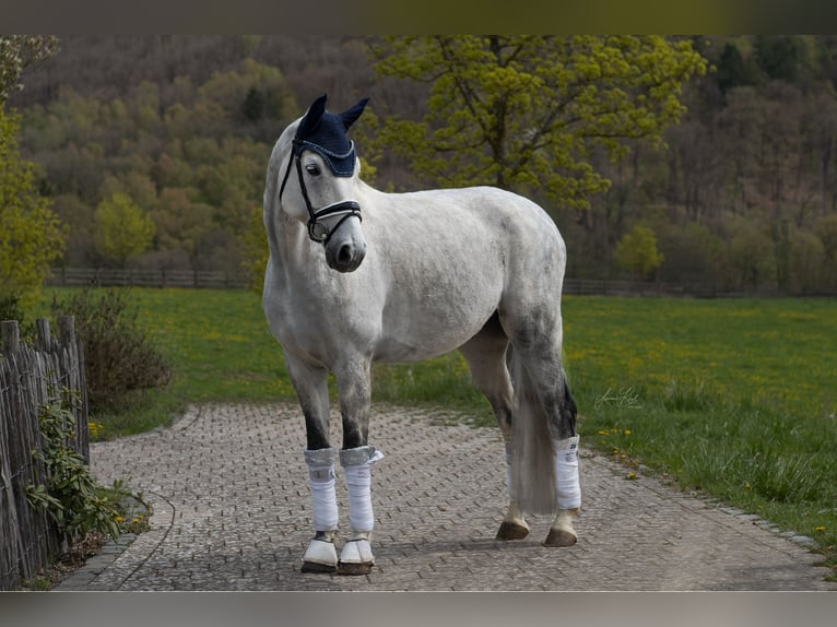 sangre caliente belga Caballo castrado 8 años 173 cm Porcelana in Haiger