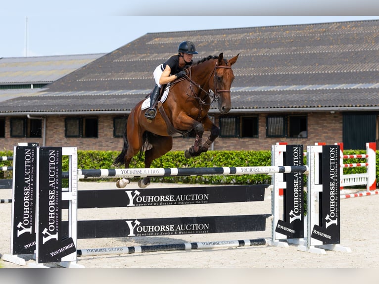 sangre caliente belga Caballo castrado 8 años 176 cm Castaño in Waddinxveen