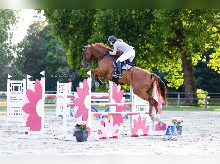 sangre caliente belga Caballo castrado 8 años 180 cm Alazán in Lokeren