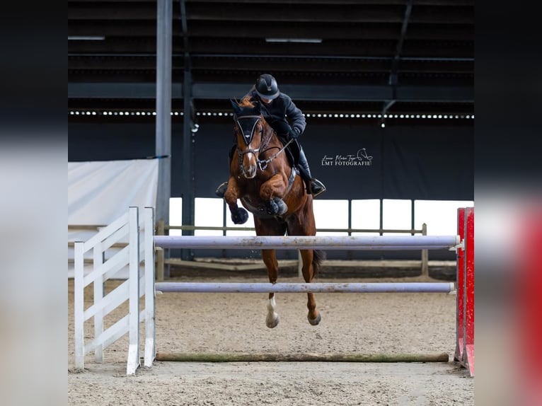 sangre caliente belga Caballo castrado 8 años 180 cm Alazán in Lokeren