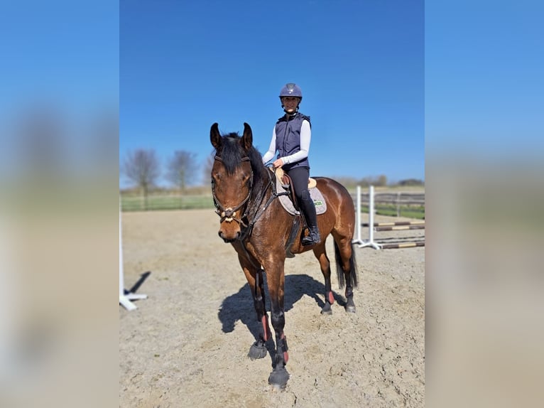 sangre caliente belga Caballo castrado 8 años 180 cm Castaño in Knokke
