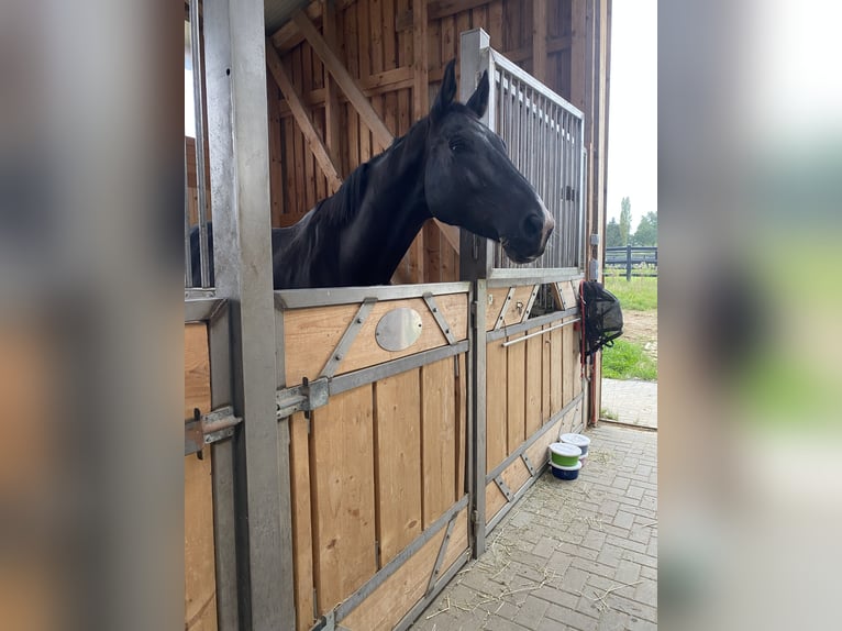 sangre caliente belga Caballo castrado 8 años 180 cm Negro in Kamp-Lintfort