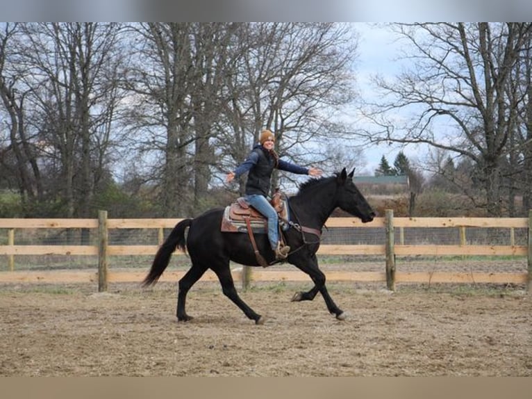 sangre caliente belga Caballo castrado 9 años 160 cm Negro in Howell