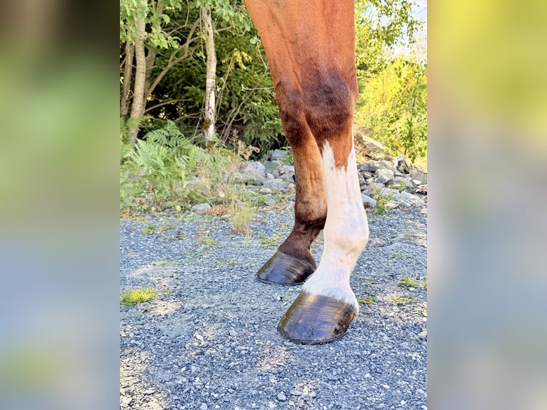 sangre caliente belga Caballo castrado 9 años 168 cm  in Kaulille