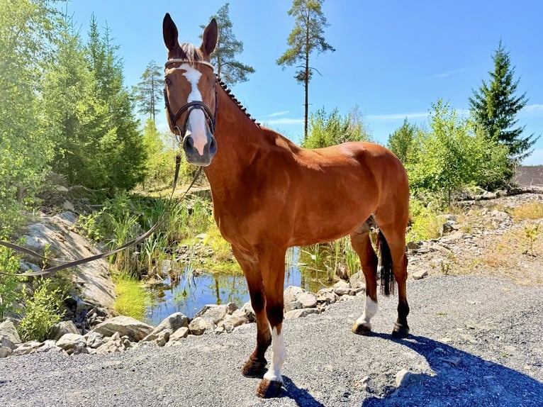 sangre caliente belga Caballo castrado 9 años 168 cm  in Kaulille