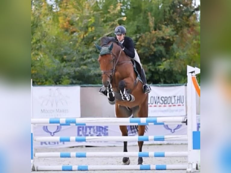 sangre caliente belga Caballo castrado 9 años 168 cm Castaño in Rechnitz