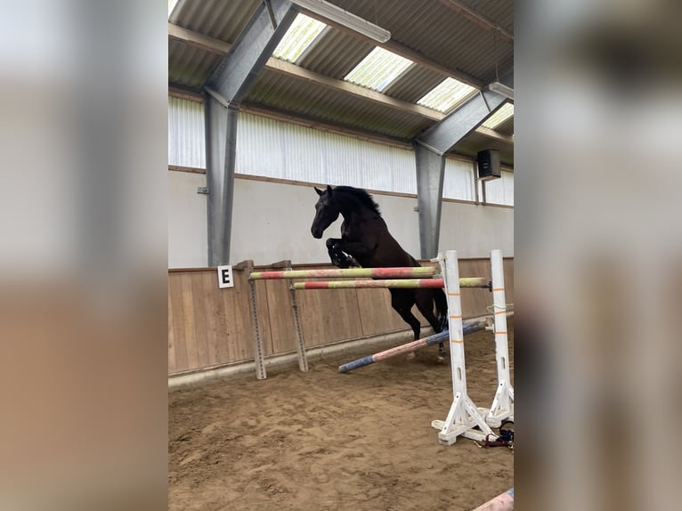 sangre caliente belga Caballo castrado 9 años 168 cm Negro in Rødovre