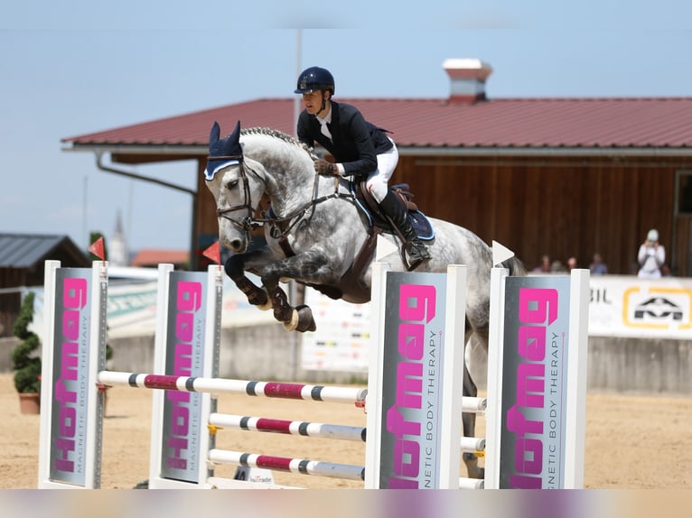 sangre caliente belga Caballo castrado 9 años 170 cm Tordo in Loiching