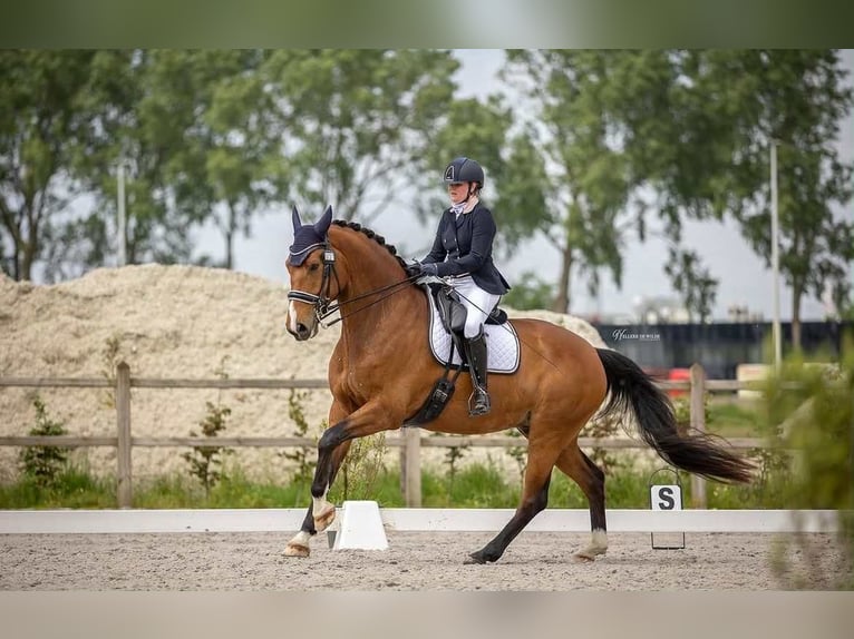 sangre caliente belga Caballo castrado 9 años 172 cm Castaño in Daknam