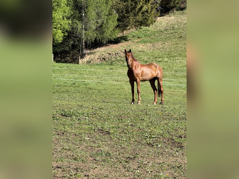 sangre caliente belga Caballo castrado 9 años 173 cm Alazán in Pölstal